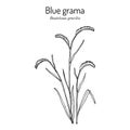 Blue grama Bouteloua gracilis , state grass of New Mexico and Colorado