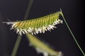 Blue Grama Grass Royalty Free Stock Photo