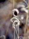 Blue Grama Grass Growing Wild in Arizona Royalty Free Stock Photo