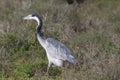 Blue grane bird Royalty Free Stock Photo