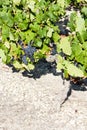 blue grape in Bordeaux Region, Chateau de la Tour, Aquitaine, Fr