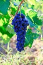 Blue grape bunch Royalty Free Stock Photo
