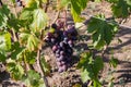 Blue grape bunch on grapevine on vineyard in sunny morning