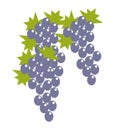 Blue grape bunches with leaves isolated cartoon illustration