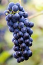 Blue Grape Cluster