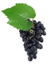 Blue grape cluster Royalty Free Stock Photo