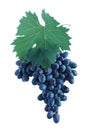 Blue grape cluster with leaves Royalty Free Stock Photo