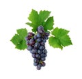 Blue grape cluster with leaves Royalty Free Stock Photo
