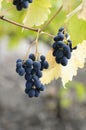 Blue grape cluster on vine closeup photo Royalty Free Stock Photo