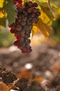 Blue grape cluster on vine closeup Royalty Free Stock Photo