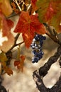 Blue grape cluster on vine closeup Royalty Free Stock Photo