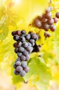 Blue grape cluster on vine closeup Royalty Free Stock Photo