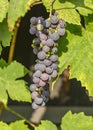 Blue grape cluster on vine closeup photo Royalty Free Stock Photo