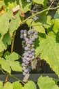 Blue grape cluster on vine closeup photo Royalty Free Stock Photo