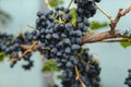 Blue grape cluster in vineyard, close up Royalty Free Stock Photo
