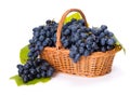 Blue grape clusters in basket Royalty Free Stock Photo