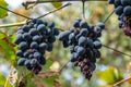 Blue grape in the garden, harvest vinery, fruit