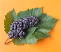 Blue grape with green leaf on bright orange background Royalty Free Stock Photo