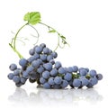 Blue grape with green leaf isolated Royalty Free Stock Photo