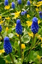 Blue Grape hyacinth on a blurred spring garden background.Muscari armeniacum.Springtime floral concept. Royalty Free Stock Photo