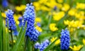 Blue Grape hyacinth on a blurred spring garden background.Muscari armeniacum.Springtime floral concept for design. Royalty Free Stock Photo