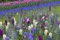 Blue grape hyacinth field with hyacinths and tulips Royalty Free Stock Photo