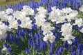 Blue grape hyacinth field with white lent lilies Royalty Free Stock Photo
