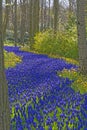 Blue grape hyacinth field with yellow lent lilies Royalty Free Stock Photo