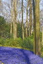 Blue grape hyacinth field with yellow lent lilies Royalty Free Stock Photo