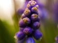 Blue Grape hyacinth flower in full bloom Royalty Free Stock Photo