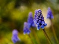 Blue Grape hyacinth flower in full bloom Royalty Free Stock Photo