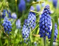 Blue Grape hyacinth flowers on the meadow in early spring.Blooming Muscari armeniacum.Springtime concept.Floral background. Royalty Free Stock Photo