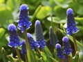 Blue Grape hyacinth flowers on the meadow in early spring.Blooming Muscari armeniacum.Springtime concept. Royalty Free Stock Photo