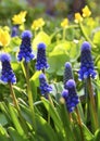 Blue Grape hyacinth flowers on the meadow in early spring.Blooming Muscari armeniacum.Springtime concept. Royalty Free Stock Photo