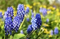 Blue Grape hyacinth flowers.Muscari armeniacum in the garden.Spring floral background for design with copy space Royalty Free Stock Photo