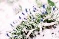 First Blue Grape Hyacinth. Flowers Muscari in spring garden under snow. Royalty Free Stock Photo