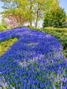 Blue Grape Hyacinth flowers in spring garden Royalty Free Stock Photo