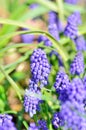 Blue grape hyacinth (Muscari armeniacum). Royalty Free Stock Photo