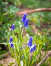 Blue Grape Hyacinth Muscari armeniacum flower in bloom Royalty Free Stock Photo