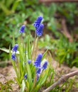 Blue Grape Hyacinth Muscari armeniacum flower in bloom Royalty Free Stock Photo