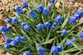 Blue Grape Hyacinth Muscari armeniacum flower in bloom spring Royalty Free Stock Photo