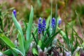 Blue Grape Hyacinth Muscari Armeniacum flowers blooming in the spring in the garden close up. Royalty Free Stock Photo