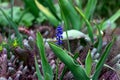 Blue Grape Hyacinth Muscari Armeniacum flowers blooming in the spring in the garden close up. Royalty Free Stock Photo