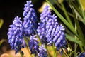 Blue Grape Hyacinth - Muscari Armeniacum Flowers Royalty Free Stock Photo