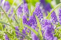 Blue grape hyacinth, Muscari Armeniacum flowers in flowerbed Royalty Free Stock Photo