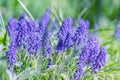 Blue grape hyacinth, Muscari Armeniacum flowers in flowerbed Royalty Free Stock Photo