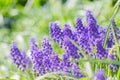 Blue grape hyacinth, Muscari Armeniacum flowers in flowerbed Royalty Free Stock Photo