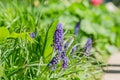 Blue grape hyacinth, Muscari Armeniacum flowers in flowerbed Royalty Free Stock Photo