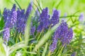 Blue grape hyacinth, Muscari Armeniacum flowers in flowerbed Royalty Free Stock Photo