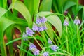 Blue grape hyacinth, Muscari Armeniacum flowers in flowerbed, soft focus Royalty Free Stock Photo